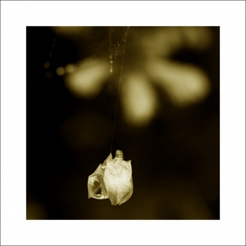 Fotografie uživatele Rony