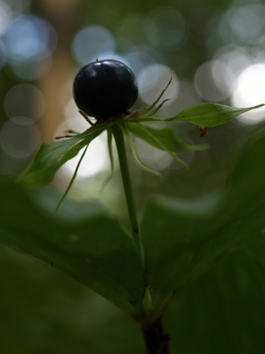 Fotografie uživatele Rony