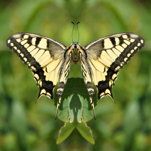 Fotografie uživatele Rony