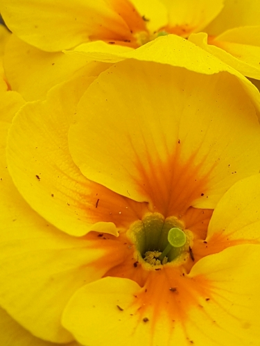 Fotografie uživatele Rony