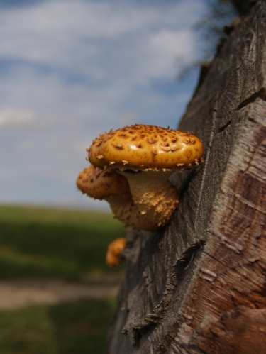Fotografie uživatele Rony