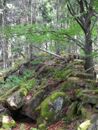 Věnec, výstup na halštatské hradiště u Lčovic a trek ze Zálezel do Vlachova Březí