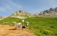 Dolomity - San Pellegrino ll.