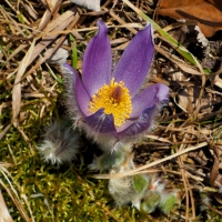 Půltucet (březen 2026) - příběh fotografie