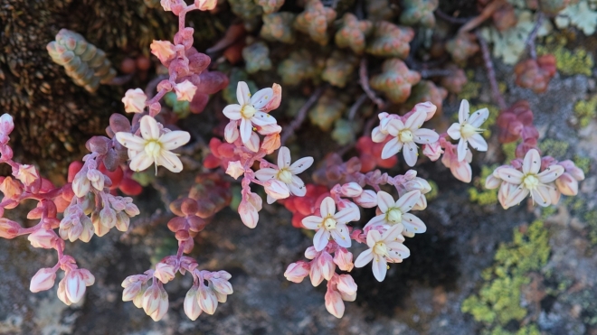 Rozchodník, pravděpodobně druh Sedum brevifolium je rostlina s dužnatými listy zbarvenými do červena s drobnými bílými květy, které jsou typické pro tento rod. 