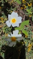 Cist šalvějolistý (Cistus salviifolius), stálezelený keř pocházející ze Středomoří.