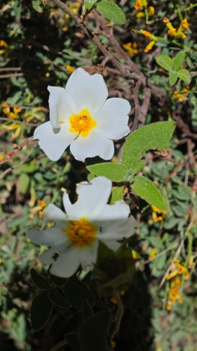 Cist šalvějolistý (Cistus salviifolius), stálezelený keř pocházející ze Středomoří.