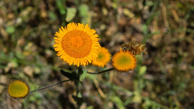 Blešník úplavičný (Pulicaria dysenterica) je vytrvalá rostlina z čeledi hvězdnicovitých, která kvete zářivě žlutými úbory.
