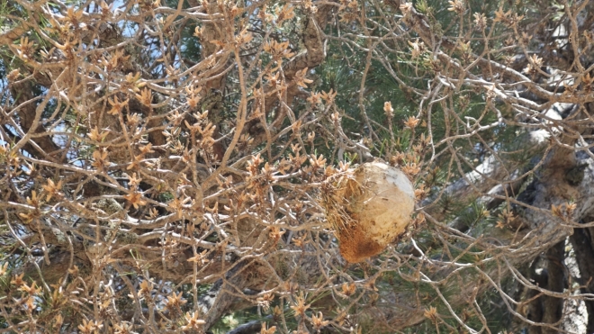 Hedvábné hnízdo housenek bekyně toulavé (Thaumetopoea pityocampa), známé jako tzv. přástevníci, kteří se často vyskytují na borovicích. Tyto úplety slouží housenkám jako zimní úkryt, ve kterém společně přečkávají chladné měsíce. (AI)