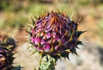 Zobrazený květ patří do rodu Cynara, velmi pravděpodobně se jedná o artyčok kardový (Cynara cardunculus) nebo příbuzný artyčok zeleninový, který se vyznačuje nápadnými fialovými listeny s ostrými žlutými trny.