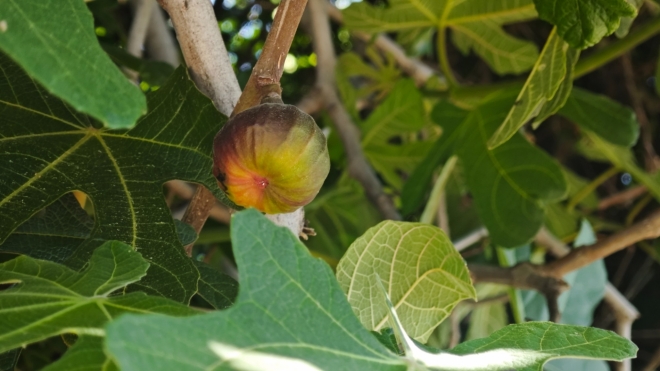 Fík (plod fíkovníku smokvoně, latinsky Ficus carica), který postupně přechází ze zelené do zralého, žluto-fialového zabarvení.