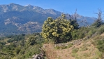 Kaštanovník.