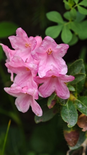 Všudepřítomné rozkvetlé rododendrony.