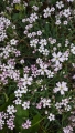 Šater plazivý (Gypsophila repens), známý také pod názvem nevěstin závoj, je vytrvalá rostlina z čeledi hvozdíkovitých, která vytváří husté polštáře.