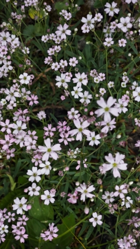 Šater plazivý (Gypsophila repens), známý také pod názvem nevěstin závoj, je vytrvalá rostlina z čeledi hvozdíkovitých, která vytváří husté polštáře.
