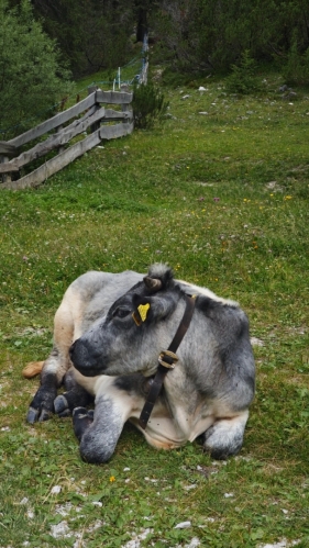Hlídka u vstupu na pastvinu.