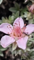 Tento květ je mochna dolomitová (Potentilla nitida), vzácná alpínská trvalka původem z vápencových skal Alp. Je oblíbenou skalničkou, která tvoří husté, stříbřité polštáře a kvete od června do srpna růžovými nebo bílými květy. Rostlina vyžaduje slunné stanoviště a velmi dobře propustnou, vápenitou půdu. (AI)