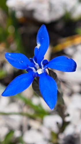 Hořec jarní (Gentiana verna), známý pro svou intenzivní blankytně modrou barvu. Rostlina je drobná, obvykle vysoká kolem 5 - 10 cm, a kvete na jaře a počátkem léta. Charakteristickým znakem je pěticípý květ s bělavým středem, který tvoří husté trsy ideální pro skalničky. (AI)