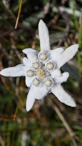 Plesnivec alpský (Leontopodium alpinum) je ikonická horská rostlina z čeledi hvězdnicovitých. Rostlina je typická svými hustě plstnatými, bílými listeny, které obklopují drobné žluté úbory květů. Vyskytuje se ve vysokohorských polohách evropských pohoří, často na vápencovém podloží. (AI)