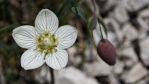 Rostlina na obrázku je tolije bahenní (Parnassia palustris). Je to vzácný druh vlhkomilné rostliny s charakteristickými pětičetnými bělostnými květy, které mají jemnou žilnatinu. Květ má ve svém středu výrazné žluté tyčinky a nektaria (tzv. staminodia), která lákají opylovače. (AI)