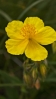 Devaterník velkokvětý (Helianthemum grandiflorum), žlutě kvetoucí vytrvalá bylina. Rostlina patří do čeledi cistovité (Cistaceae) a je často pěstována jako mrazuvzdorná skalnička nebo půdopokryvná trvalka. Je typická svými pěti okvětními lístky a hustým středem tyčinek, přičemž preferuje slunná stanoviště. (AI)