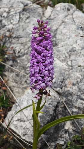 Tato rostlina je pravděpodobně pětiprstka hustokvětá (Gymnadenia densiflora), vzácná orchidej. (AI)