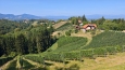 Cyklotrasa vinicemi vystoupá v Rakousku nad 500 m n. m. Vínu se i zde daří.
