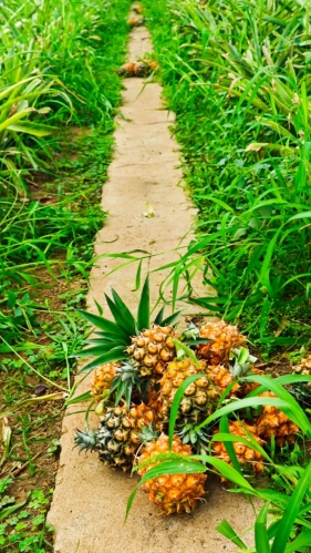 Na ananasové plantáži. Tedy spíš ve skleníku, kde se pěstují.