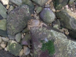 Ve změti různobarevný kamínků se potuluje z dálky těžko viditelný krab.