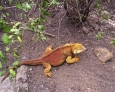 Galapagy-leguan