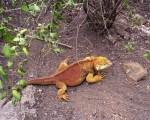 Galapagy-leguan