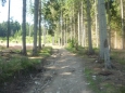 Cesta