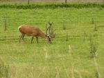 Dominantní jelen, kousek vedle má i harém.