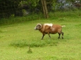 Muflon