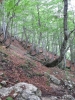 Trochu níže v dolině Tamar se již opět objevují bukové lesy.