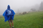Ovce se dají spatřit i na Krkonošských pastvinách.