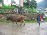 Koločava
