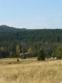 Louka a les na jih od nás, z něhož občas vyčuhují skály (asi Pytlácké skály), zatím v dálce.