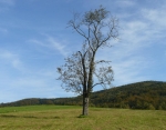Strom, louka a Jizerky