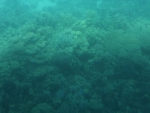 Korály pod vodou