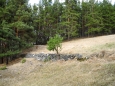 Lesní mýtiny jsou parcelovány navršenými kameny, kterých je v okolí mnoho.