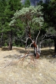 Národní park Yosemite
