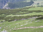 Kamzík