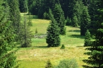 Údolí Řasnice.