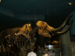 Kostra mamuta v sálu doby ledové