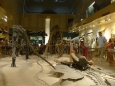 Jsme s sálu dinosaurů a mé srdce plesá (jako malý jsem se o ně zajímal).