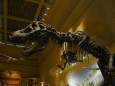 Tyranosaurus