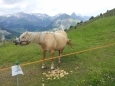 Kůň v průsmyku Passo d'Eira