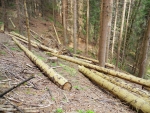 Sestup ke Křemelné vede i kůrovcem napadeným lesem. Čas prokáže, jestli se dá zabránit úplnému uschnutí smrčin. Vzhledem k nepřístupnému terénu to nemusí být snadné.
