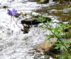 Potrhaná květena, která byla vystavena velké vodě. U Stodůleckého mostu byl před nedávnem vyhlášen po bouřích a vytrvalých deštích stav ohrožení.